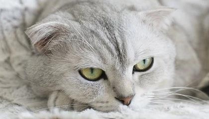 华体会hth：开启智慧体育娱乐的新纪元