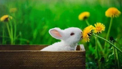 华体会hth：开启智慧体育娱乐的新纪元